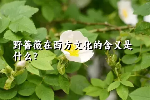 野蔷薇在西方文化的含义是什么？