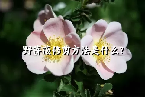 野蔷薇修剪方法是什么？