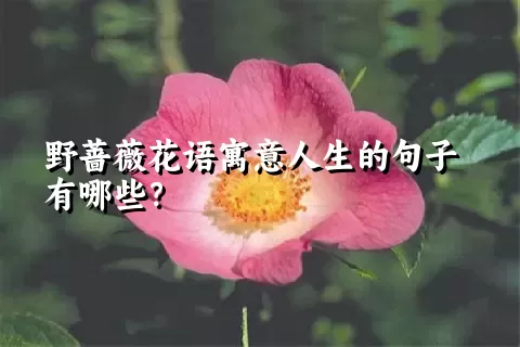 野蔷薇花语寓意人生的句子有哪些？