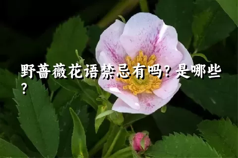 野蔷薇花语禁忌有吗？是哪些？