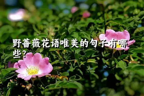 野蔷薇花语唯美的句子有哪些？