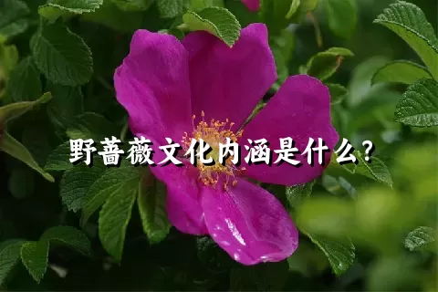 野蔷薇文化内涵是什么？