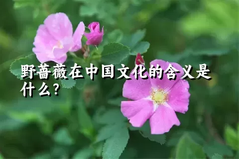 野蔷薇在中国文化的含义是什么？