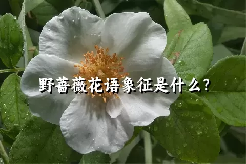 野蔷薇花语象征是什么？