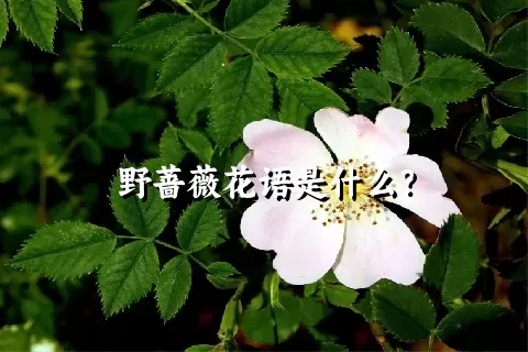 野蔷薇花语是什么？