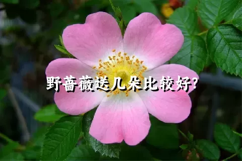 野蔷薇送几朵比较好？