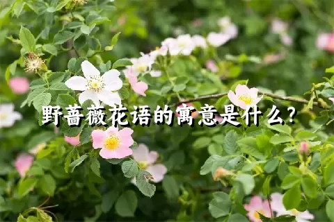 野蔷薇花语的寓意是什么？