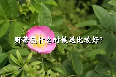 野蔷薇什么时候送比较好？