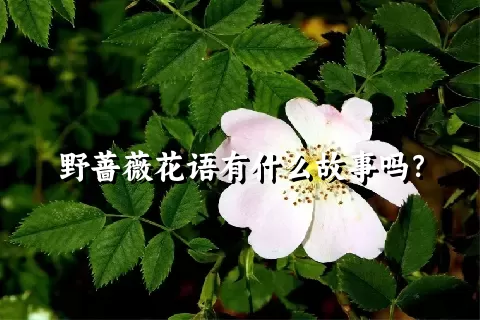 野蔷薇花语有什么故事吗？