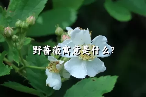 野蔷薇寓意是什么？