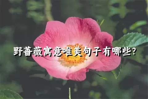 野蔷薇寓意唯美句子有哪些？