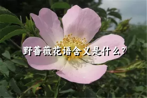 野蔷薇花语含义是什么？