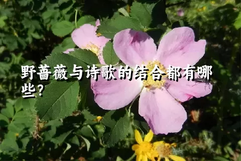 野蔷薇与诗歌的结合都有哪些？