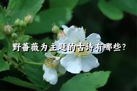 野蔷薇为主题的古诗有哪些？