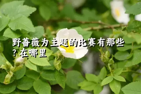 野蔷薇为主题的比赛有那些？在哪里