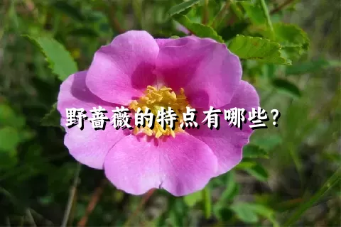 野蔷薇的特点有哪些？