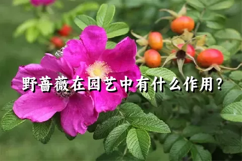 野蔷薇在园艺中有什么作用？