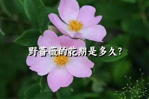 野蔷薇的花期是多久？