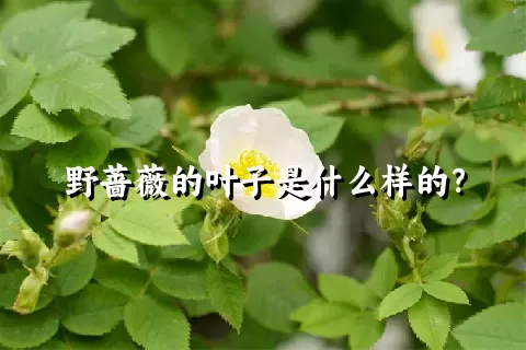 野蔷薇的叶子是什么样的？