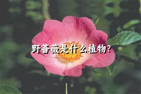 野蔷薇是什么植物？