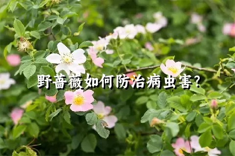 野蔷薇如何防治病虫害？