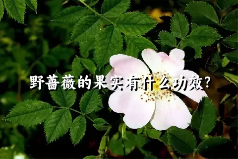 野蔷薇的果实有什么功效？