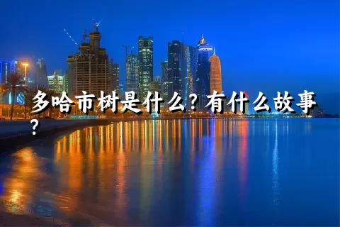 多哈市树是什么？有什么故事？