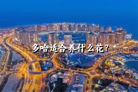 多哈适合养什么花？