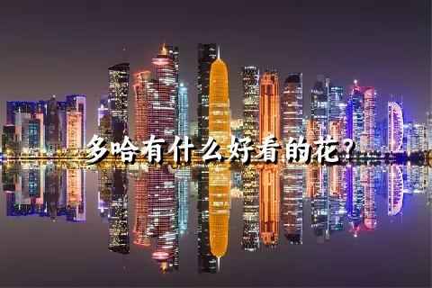 多哈有什么好看的花？