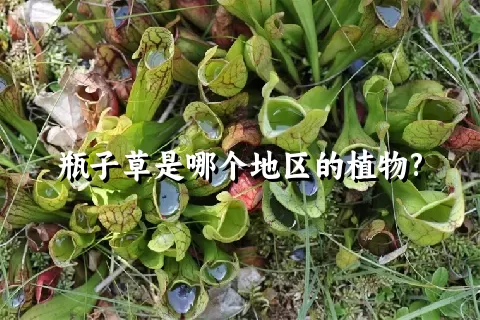 瓶子草是哪个地区的植物?