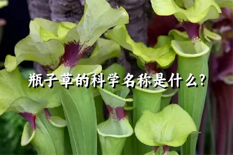 瓶子草的科学名称是什么?