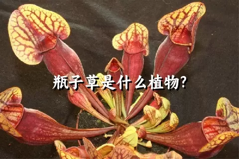 瓶子草是什么植物?