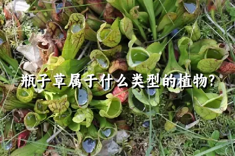 瓶子草属于什么类型的植物?