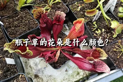 瓶子草的花朵是什么颜色?