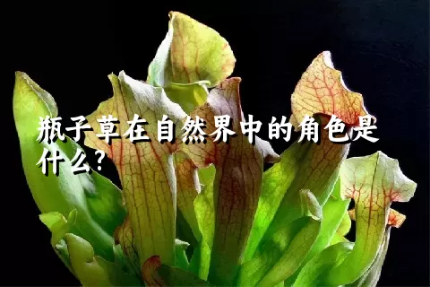 瓶子草在自然界中的角色是什么?