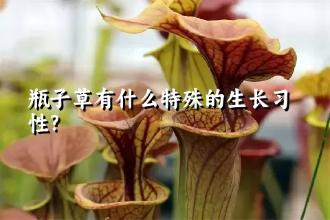 瓶子草有什么特殊的生长习性?