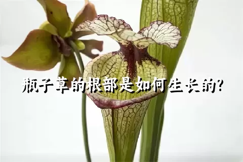 瓶子草的根部是如何生长的?