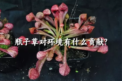 瓶子草对环境有什么贡献?