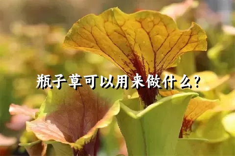 瓶子草可以用来做什么?