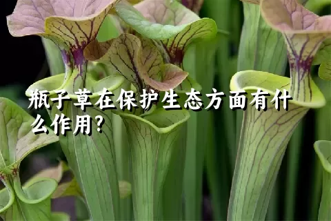 瓶子草在保护生态方面有什么作用?