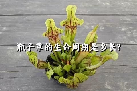 瓶子草的生命周期是多长?