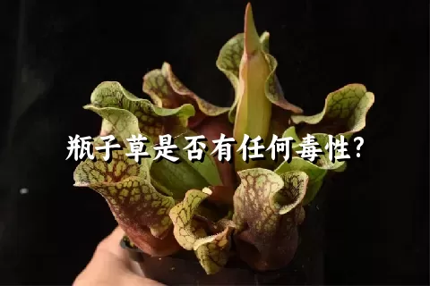 瓶子草是否有任何毒性?