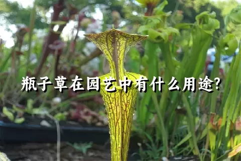 瓶子草在园艺中有什么用途?