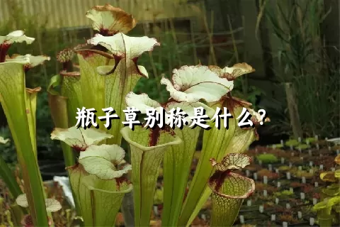 瓶子草别称是什么？