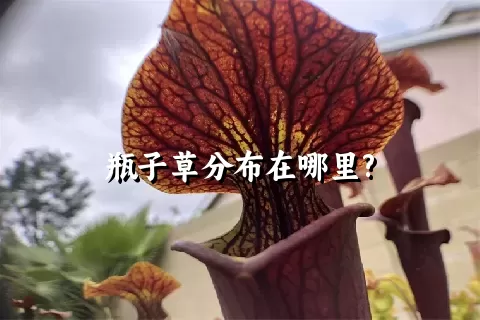 瓶子草分布在哪里?