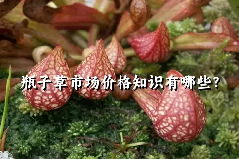 瓶子草市场价格知识有哪些？