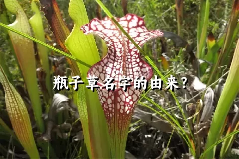 瓶子草名字的由来？