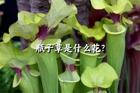 瓶子草是什么花？