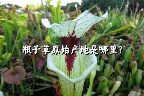 瓶子草原始产地是哪里？