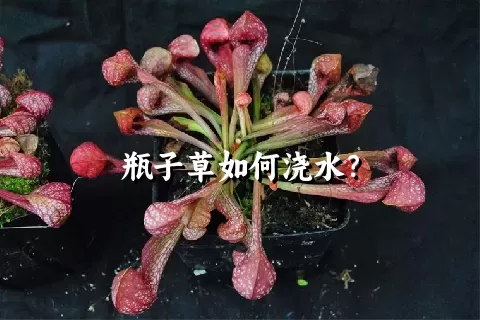 瓶子草如何浇水？